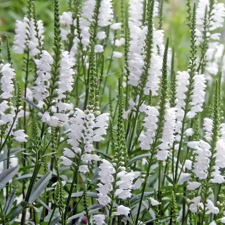 Physostegia virg. 'Summer Snow'