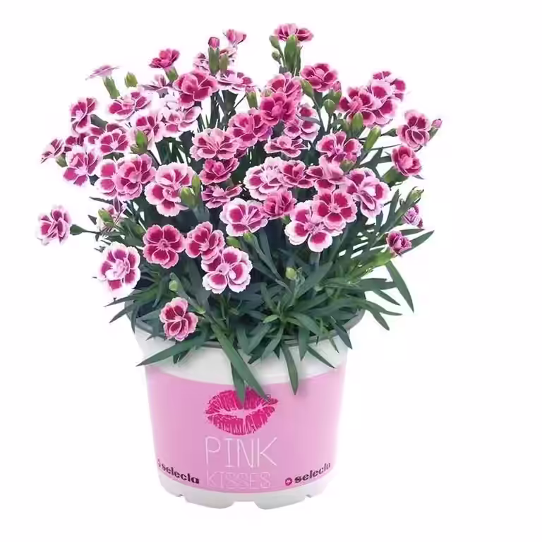 Trädgårdsnejlika 'Pink Kisses'