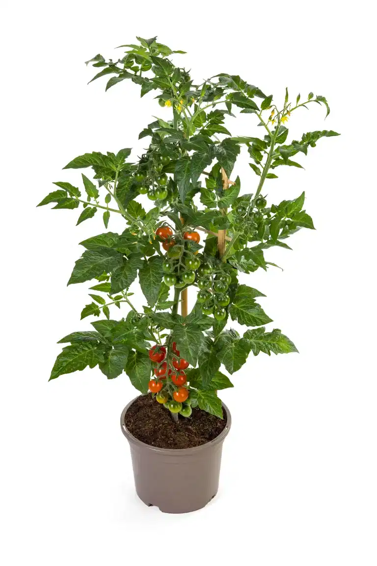 Körsbärstomat 'Candy Berry'