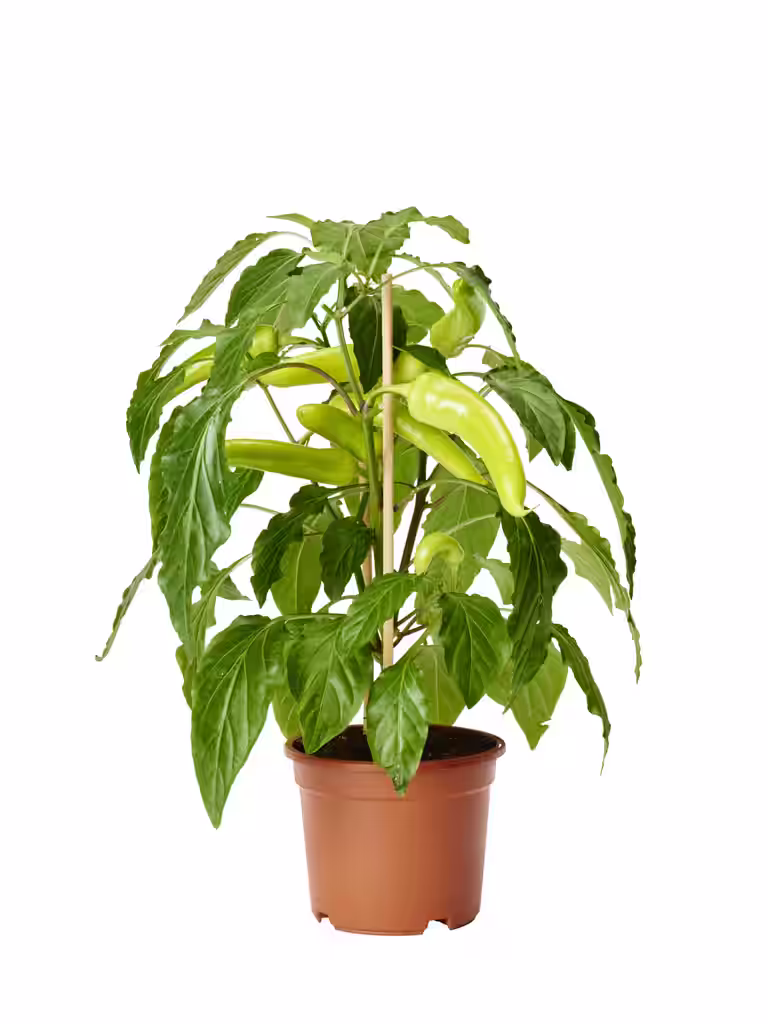 Chili