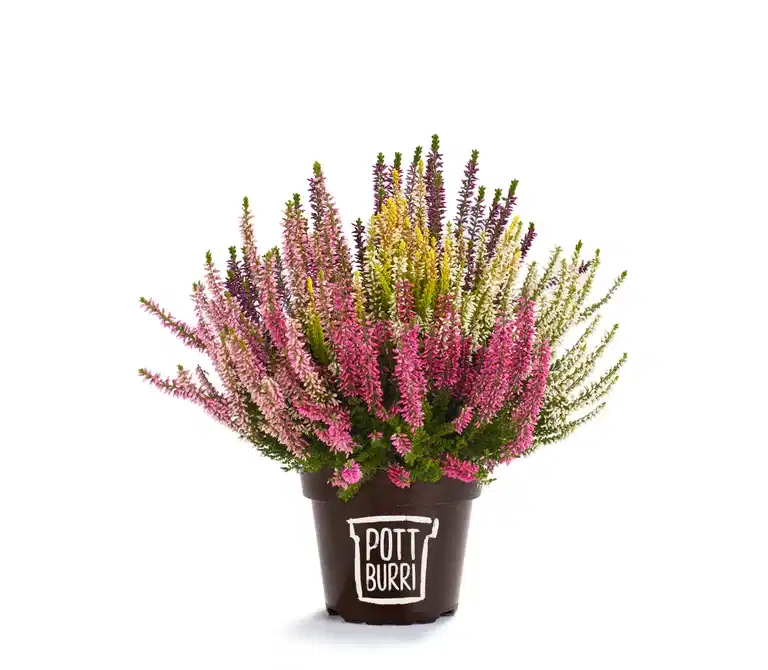 All N. Calluna Trio 12 cm