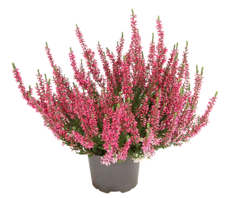 All N. Calluna Pink 12 cm