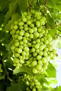 Labruskavin 'Sukribe'