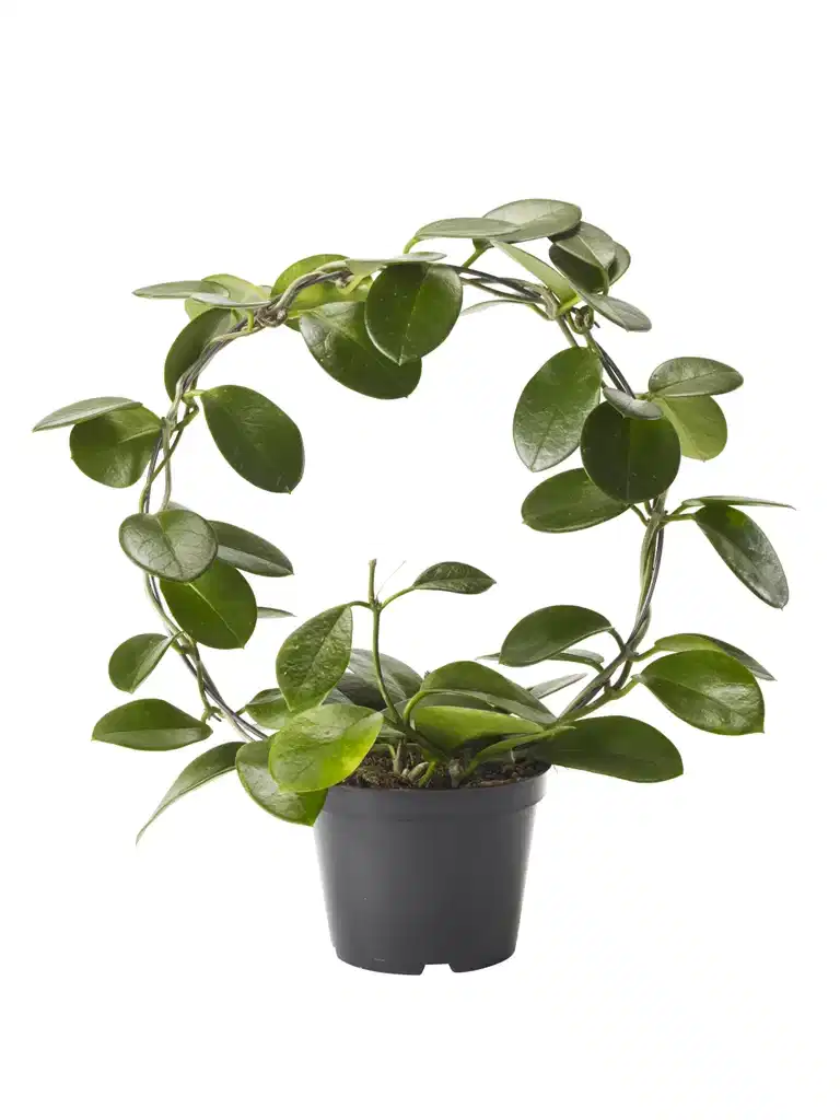 Porslinsblomma på båge