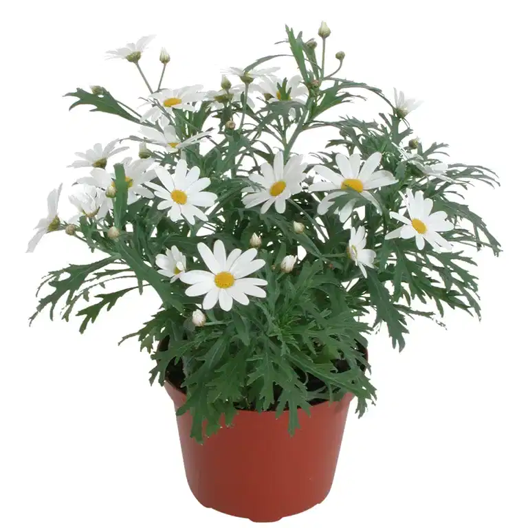 Argyranthemum White 10,5 cm