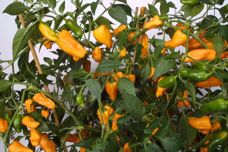 Chili 'Cheyenne'