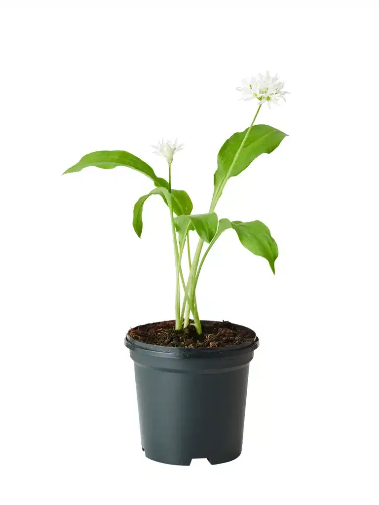 Allium ursinum 11,5cm