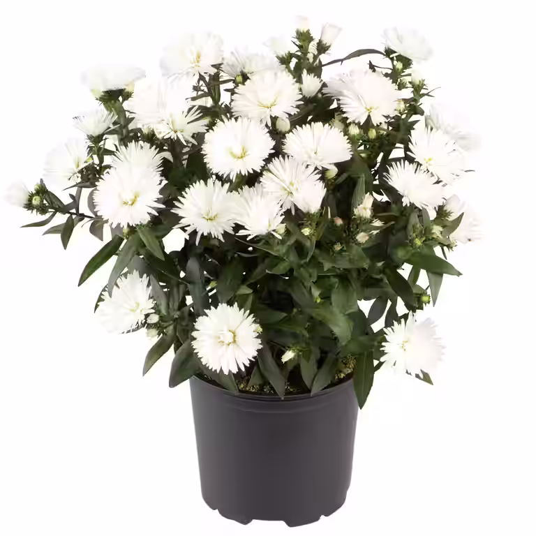 Aster