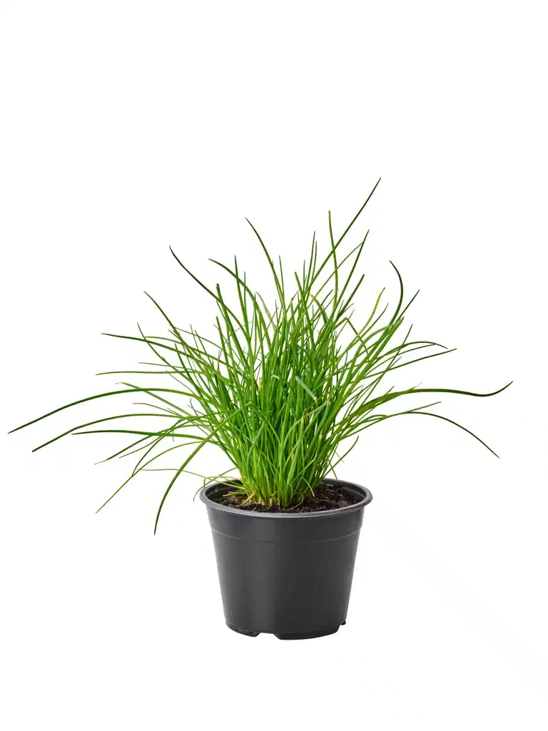 Gräslök