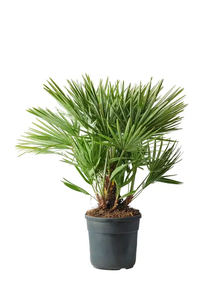 Chamaerops humilis 27 cm