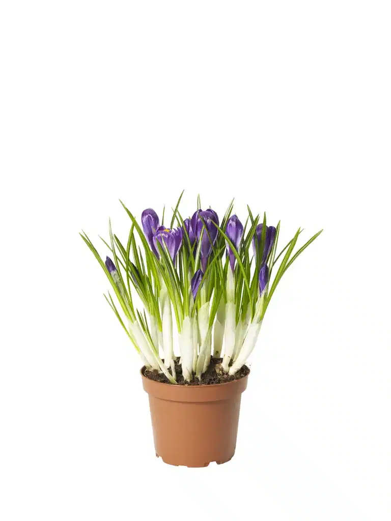 Krokus 'Flower Record'