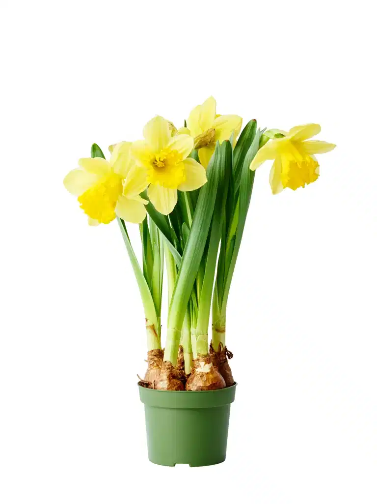 Påsklilja 'Carlton'