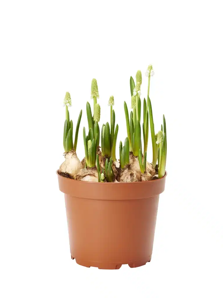 Muscari a. 'White Magic' 12 cm