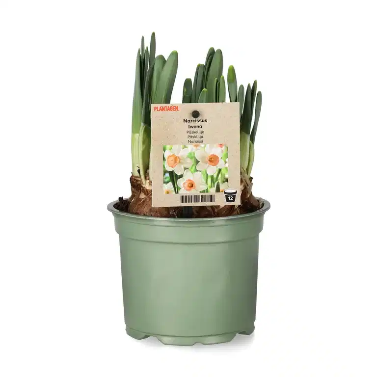 Cyclamineusnarciss 'Iwona'