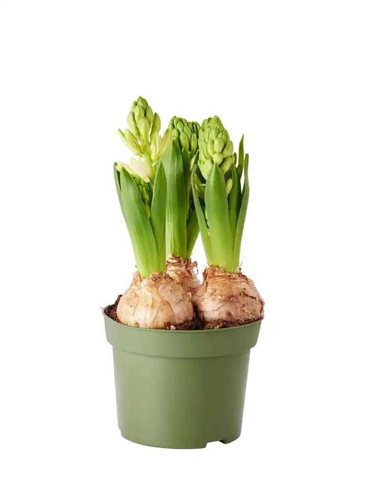 Hyacinthus 17+ 3 bulb White 12 cm