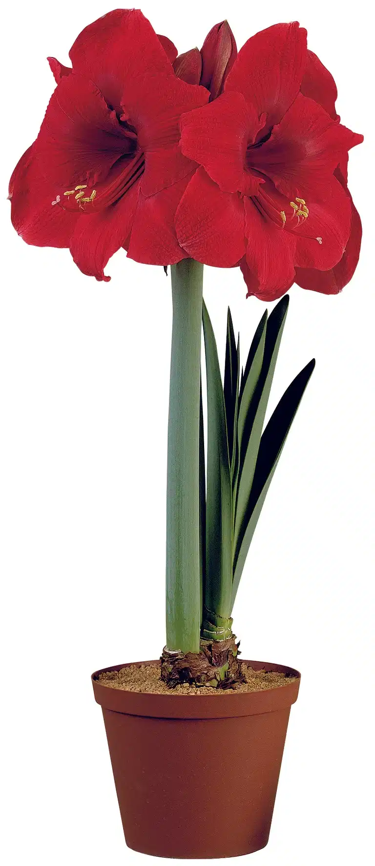Hippeastrum 20+ Red 10,5 cm