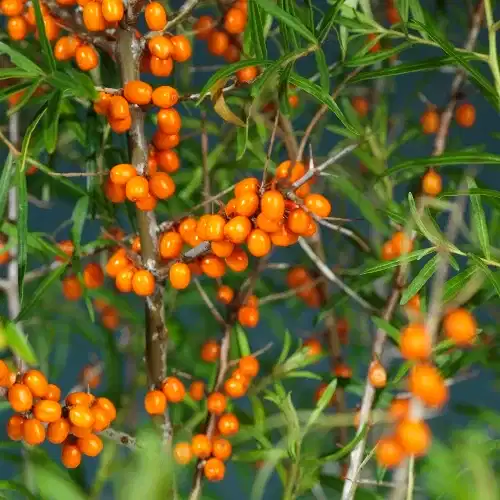 Hippophae rhamnoides 'Julia' 23cm