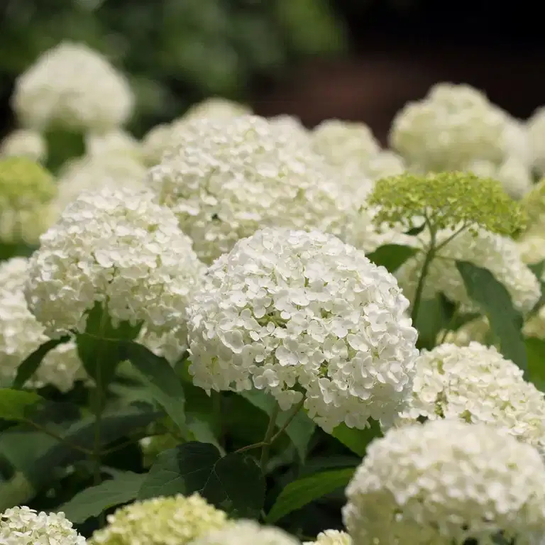 Vidjehortensia 'Annabelle'