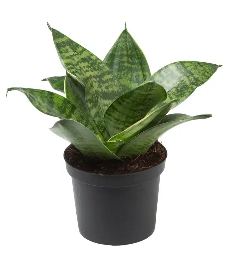 Svärmors tunga 'Hahnii'