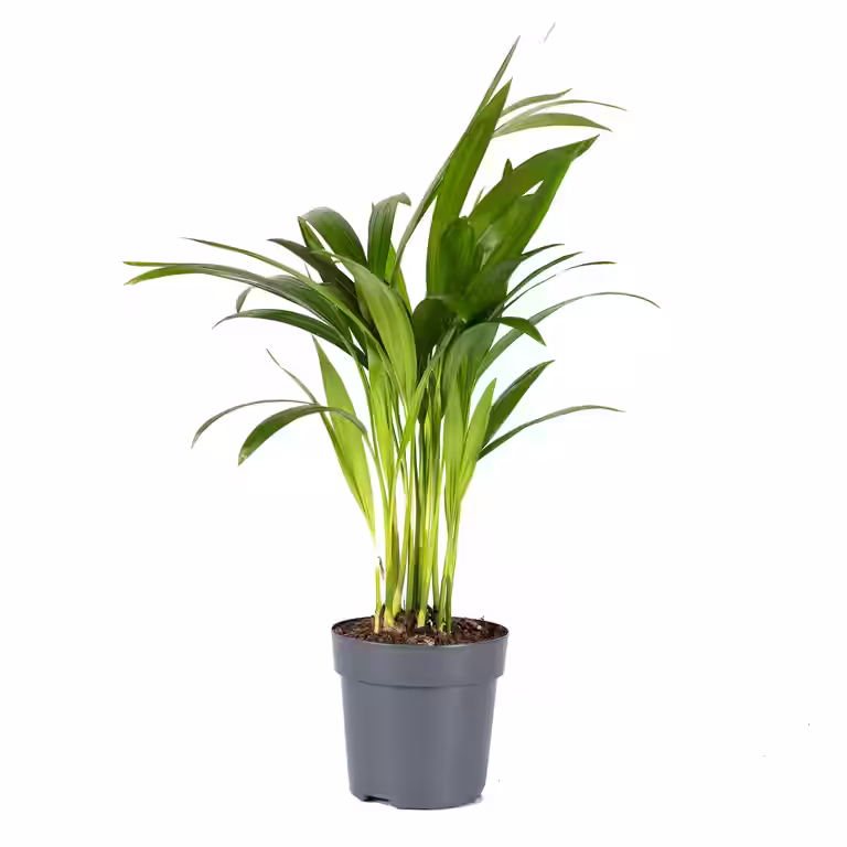 Guldpalm