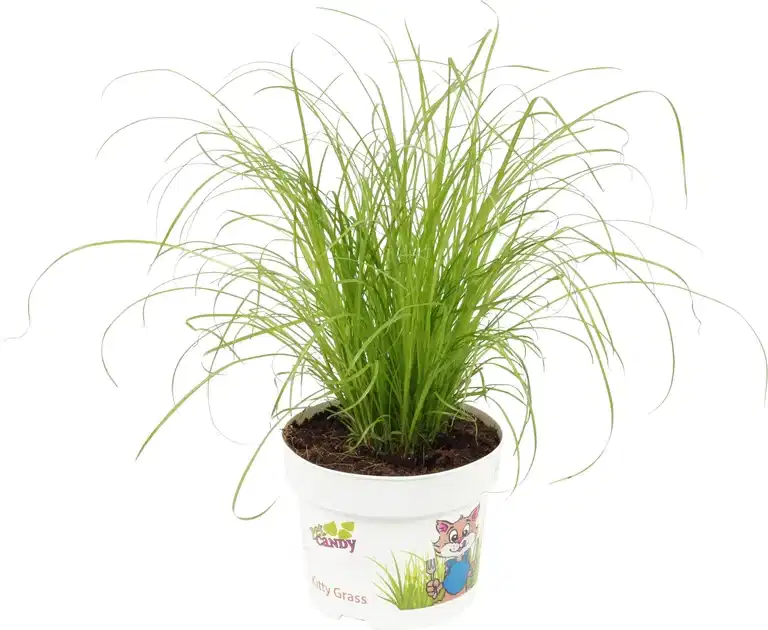 Liten parasollsäv 'Zumula'