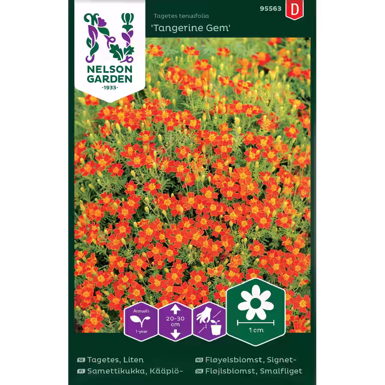 Tagetes, Liten, Tangerine Gem