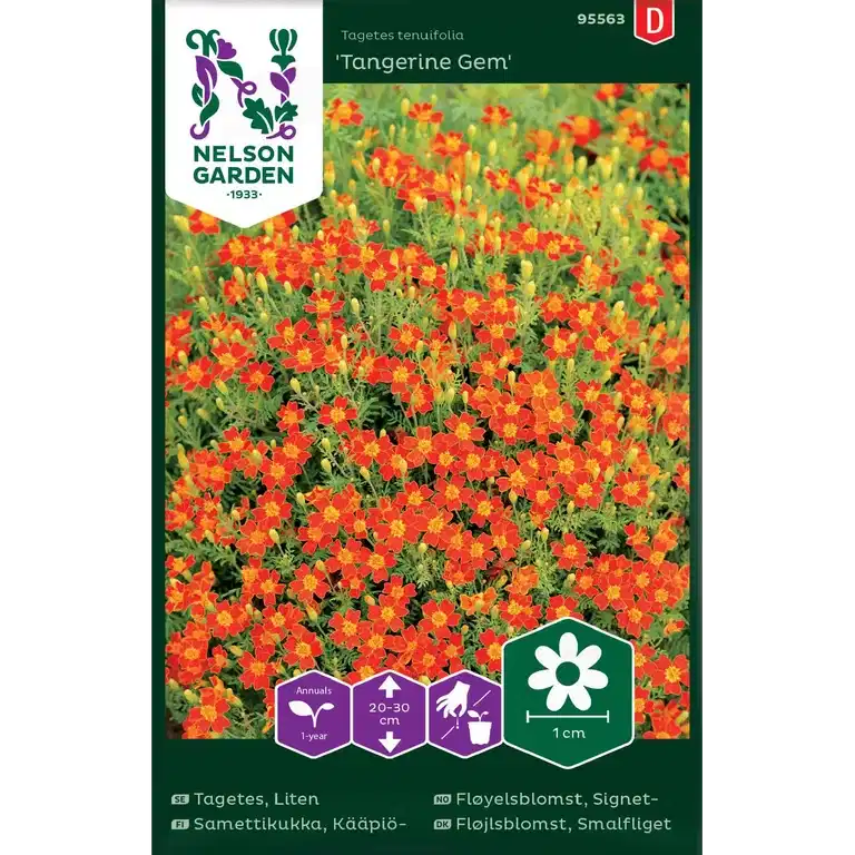 Liten tagetes 'Tangerine Gem'