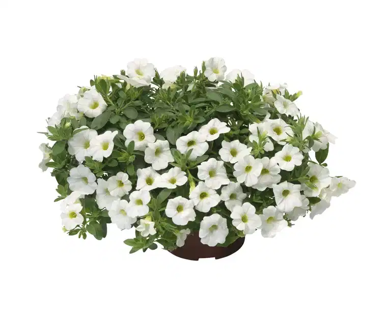 Calibrachoa White 12 cm