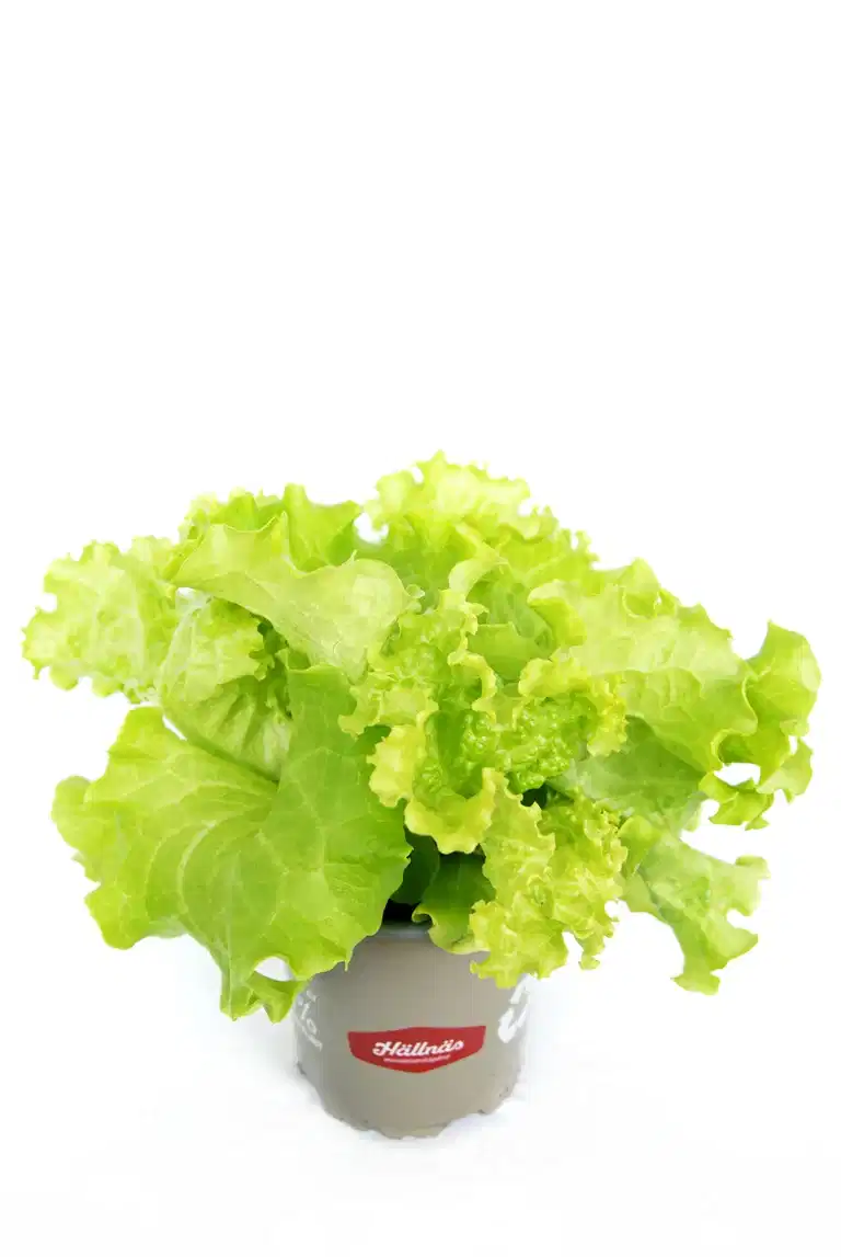 Sallat 'Lollo Biondo' KRAV