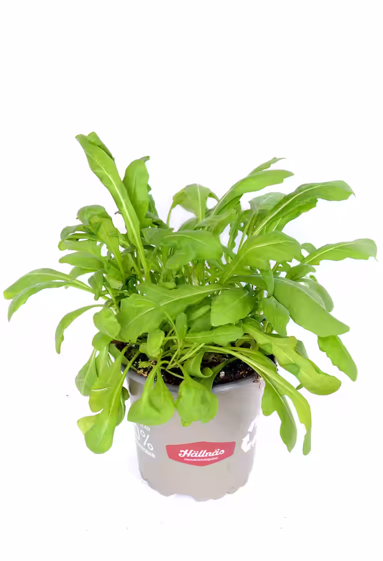 Ruccola KRAV