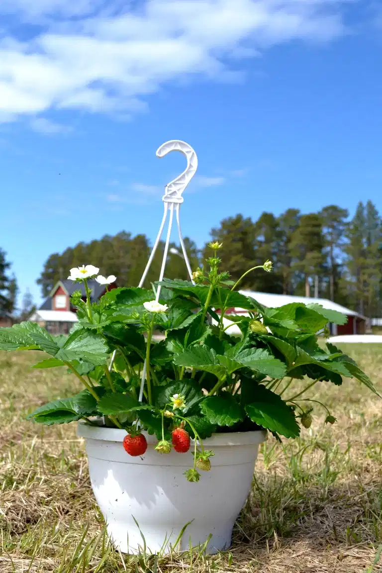 Jordgubbe 'Delizz' i ampel