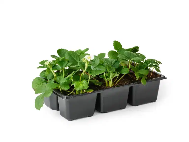 Jordgubbar 'Honeoye'