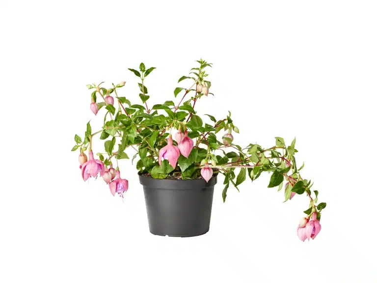 Hängfuchsia