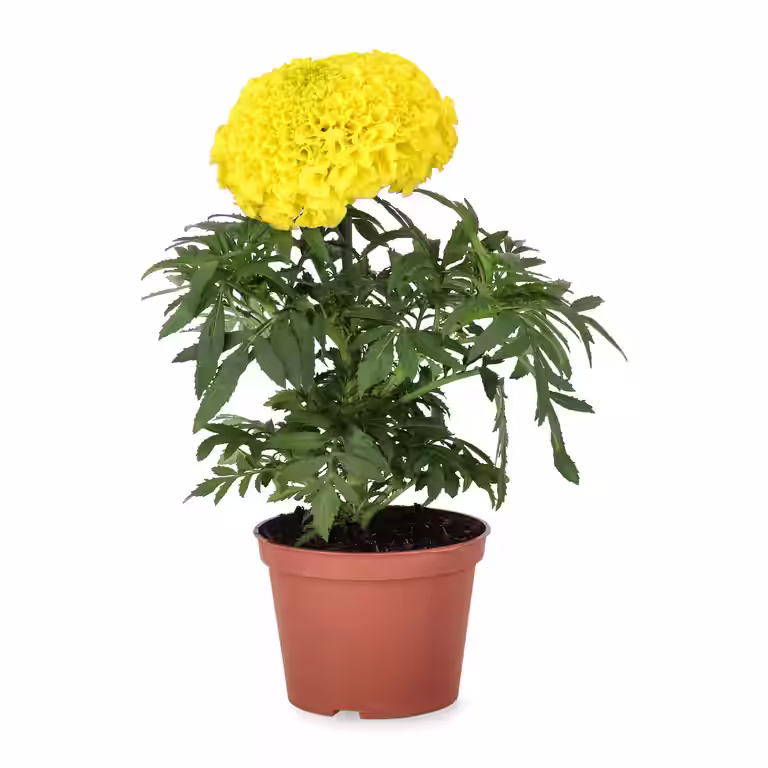 Tagetes big fl.'Yellow/Orange' 11 cm