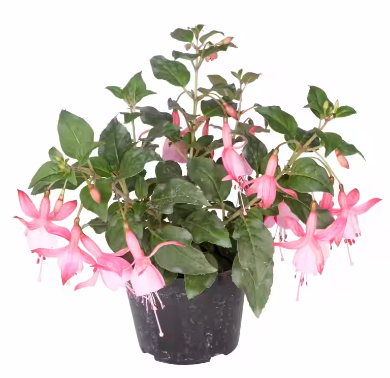 Fuchsia