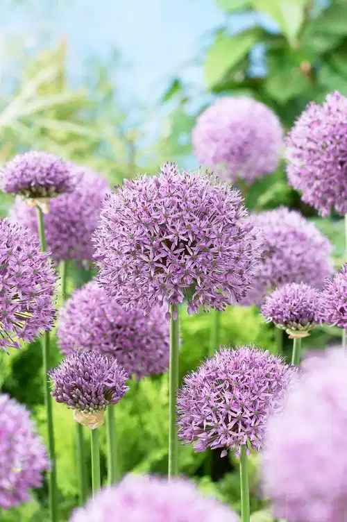 Allium 'Gladiator'