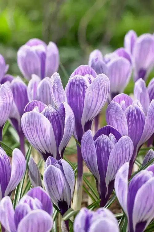 Vårkrokus 'King of the Striped'