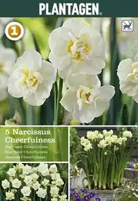 Bukettnarciss 'Cheerfulness'