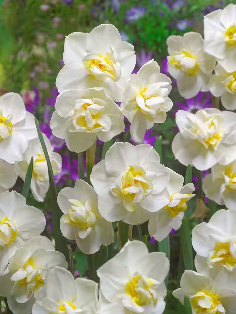 Bukettnarciss 'Cheerfulness'