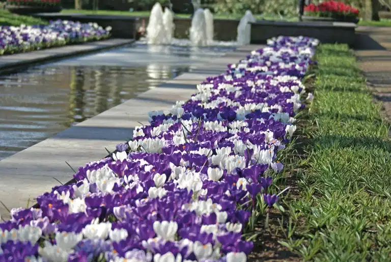 Krokus mix Delft Blue