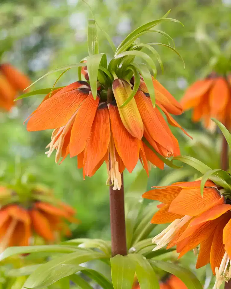 Kejsarkrona 'Orange Beauty'