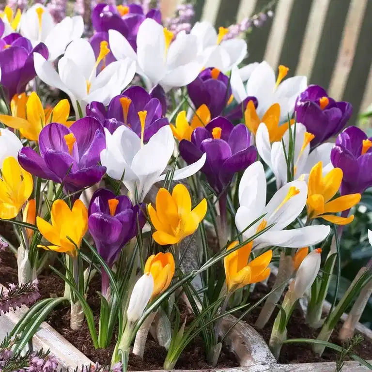 Vårkrokus mix EKO