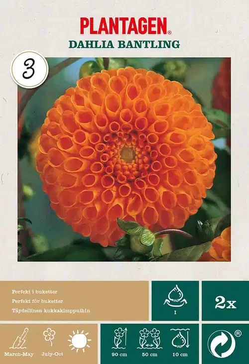 Pompondahlia 'Bantling'