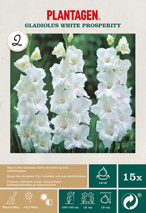 Storblommig gladiol 'White Prosperity'