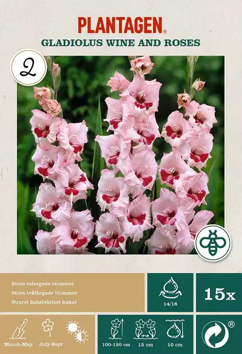 Storblommig gladiol 'Wine and Roses'