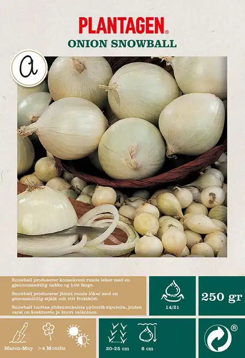 Silverlök 'Snowball'