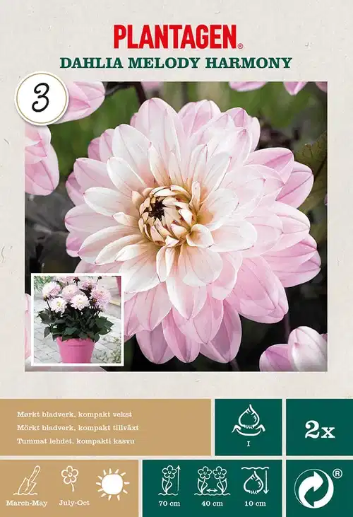 Dekorativdahlia 'Melody Harmony'