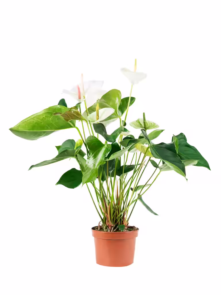 Rosenkalla