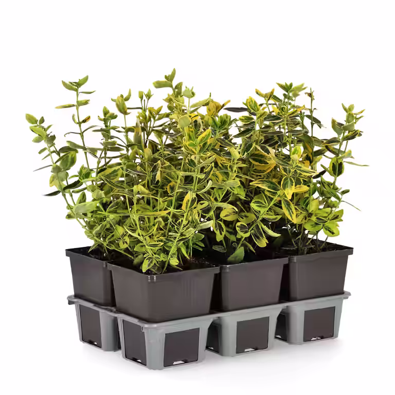 Klätterbenved 'Emerald 'n' Gold'