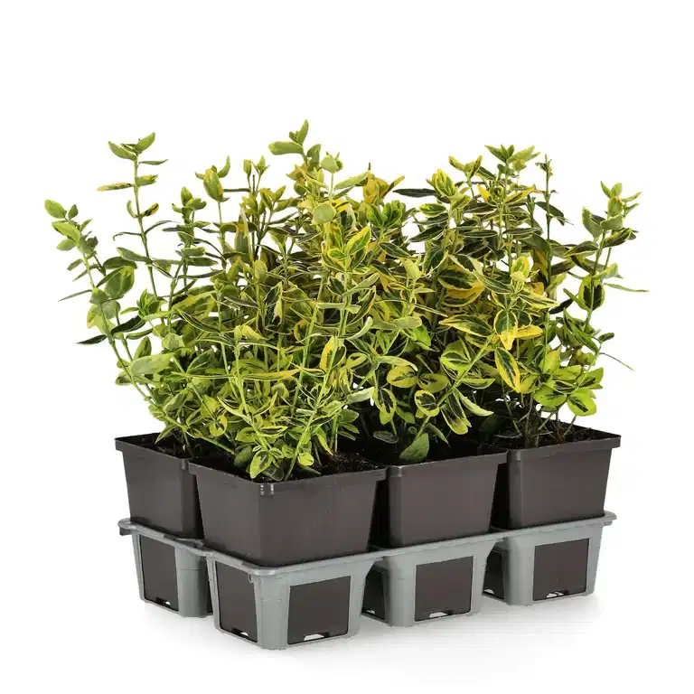 Klätterbenved 'Emerald 'n' Gold'